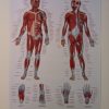 poster spieren, menselijk lichaam, reuma