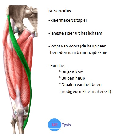 Wat Is De Langste Spier Van Je Lichaam ME Fysio Fysiotherapie In Wat Is De Langste Spier Van Je Lichaam ME Fysio Fysiotherapie In